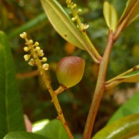 Campnosperma zeylanicum Thwaites
